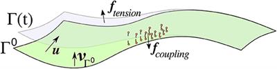 A Finite Element Method for a Fourth Order Surface Equation With Application to the Onset of Cell Blebbing